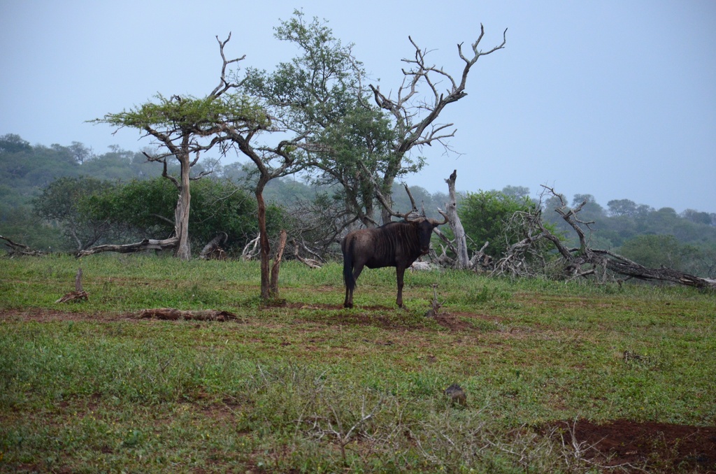2015-05 South Africa/iMfolozi/DSC_0168.JPG